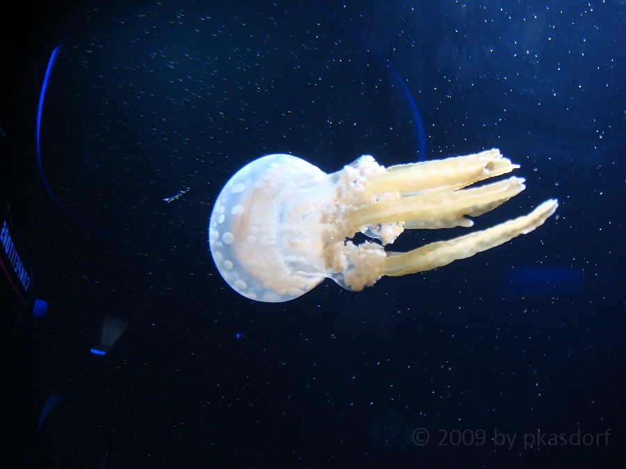 Baltimore [2009 July 02] 168.JPG - Scenes from Baltimore's Inner Harbor.